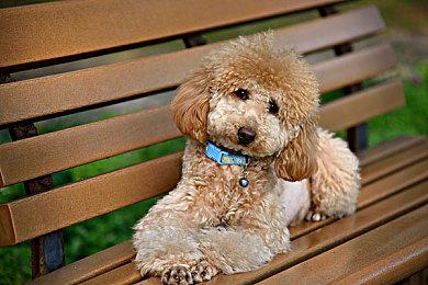 《真女神转生5》恶魔介绍：天之四灵之一白虎